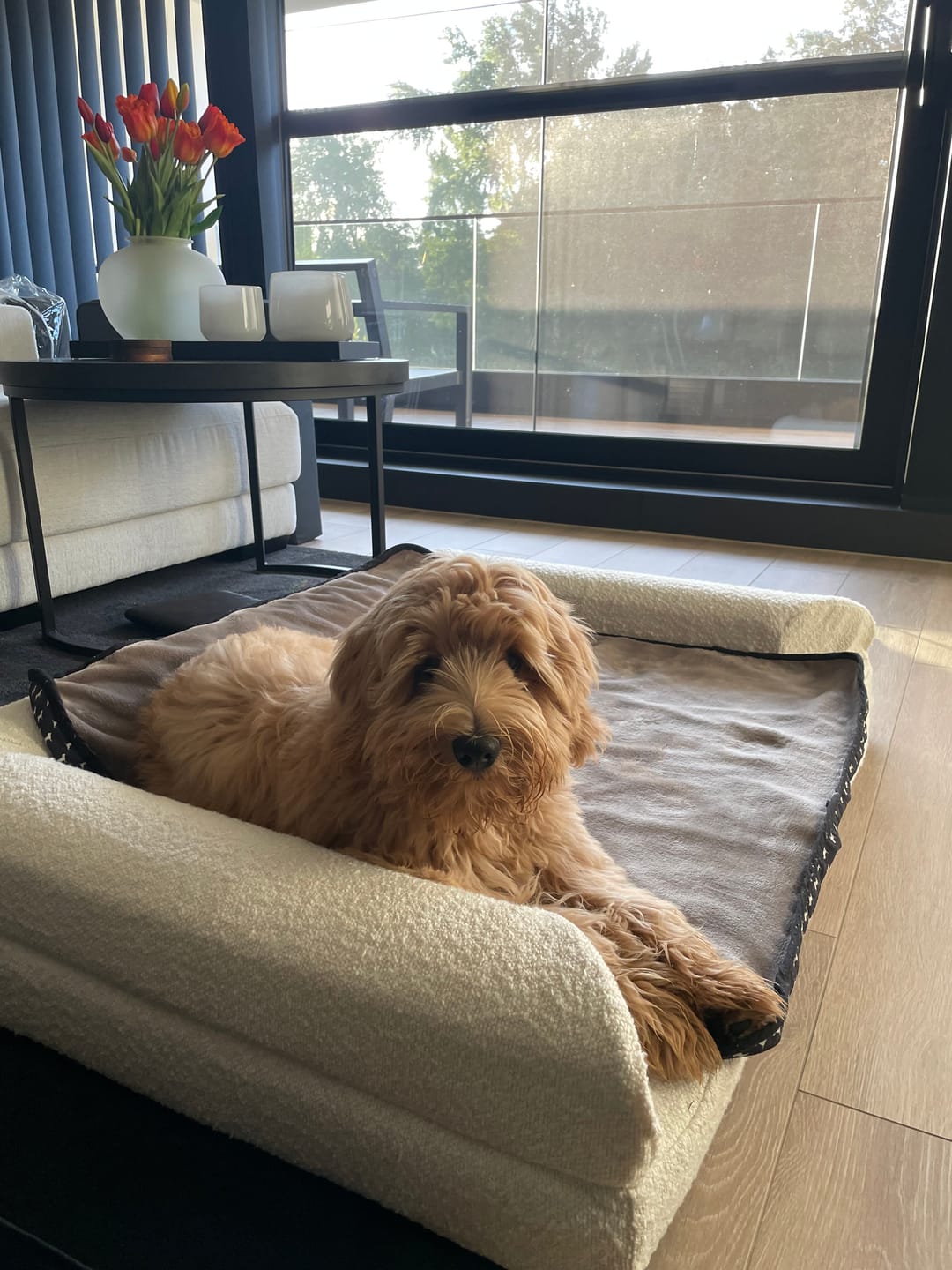 Customer photo review of Pet Perfect BonoBed
