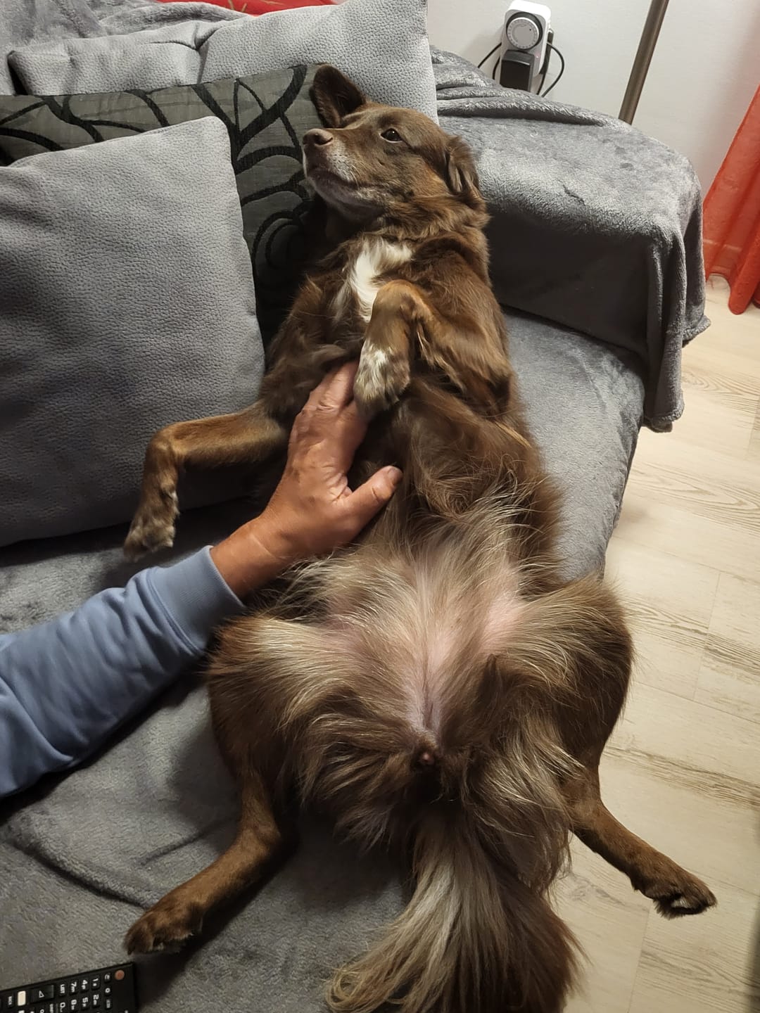 Customer photo review of Claude Monet Water Lilies Premium T-Shirt mit deinem Hund