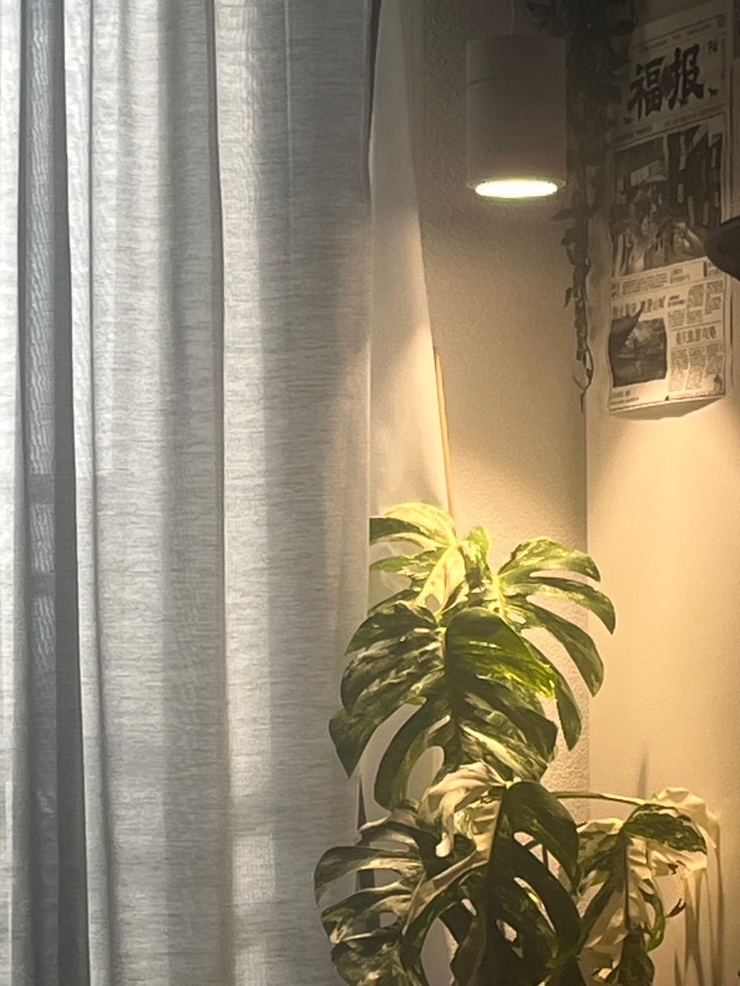 Customer photo review of Claria LED-Pendel­lampe für Pflanzen