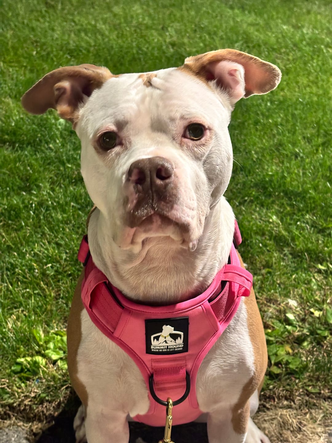 Customer photo review of No Pull Bully Proof Harness