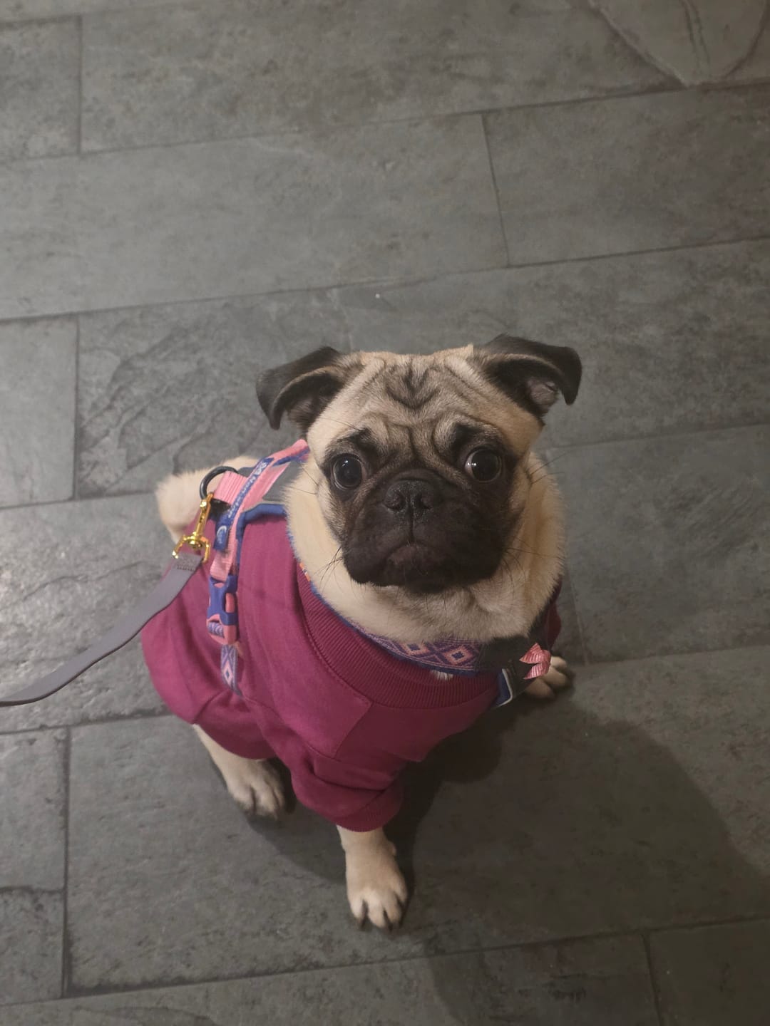 Customer photo review of Poleron Altitud Magenta
