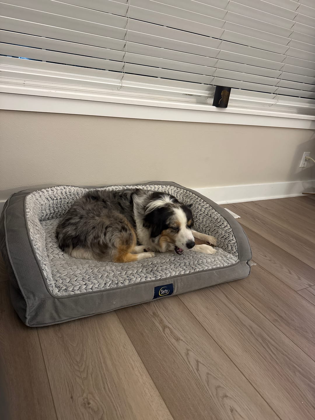 Customer photo review of Wholly Pup Gift Card