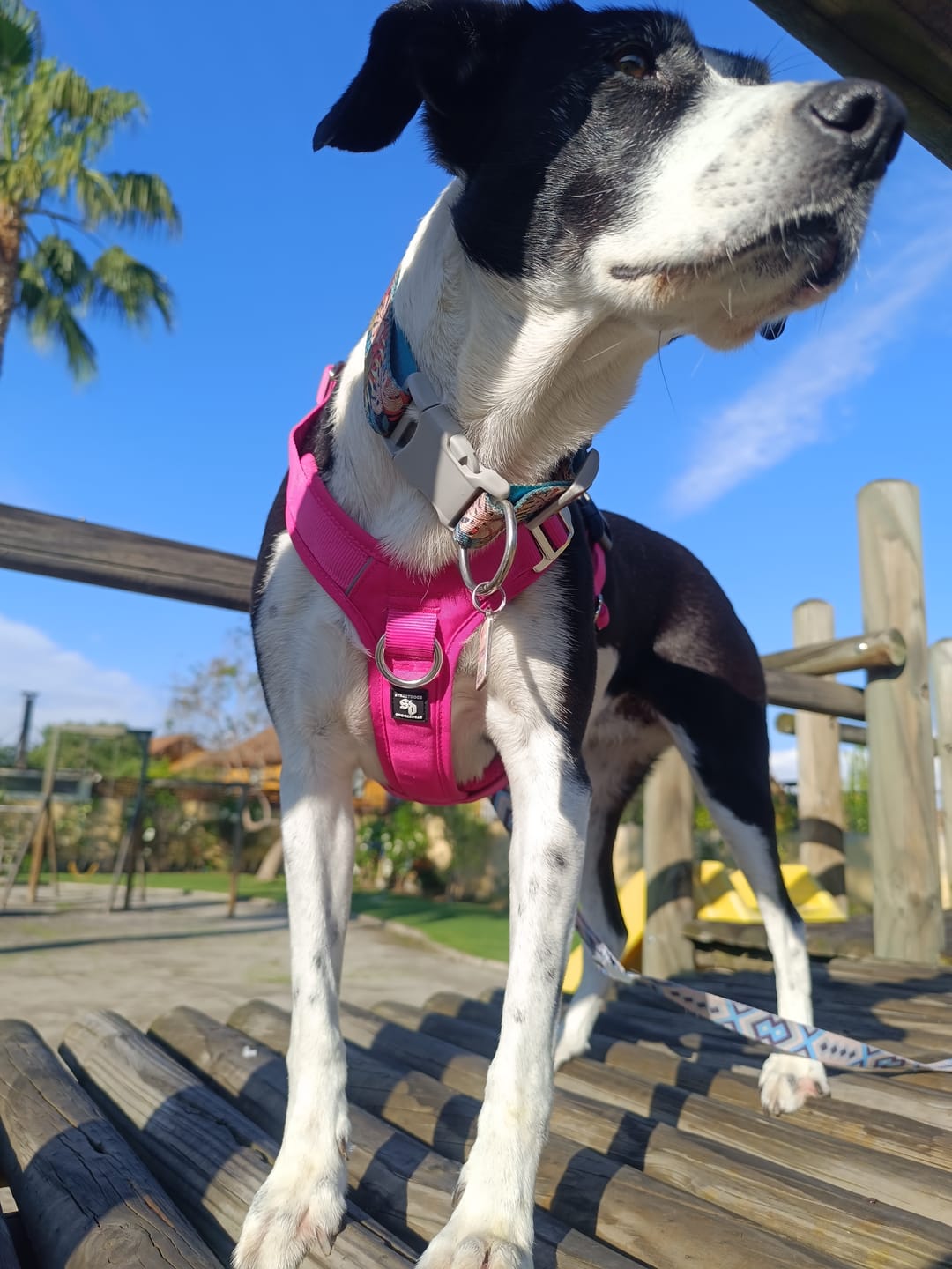 Customer photo review of Arnés Aerosport para Perros - Street Dogs - Pink