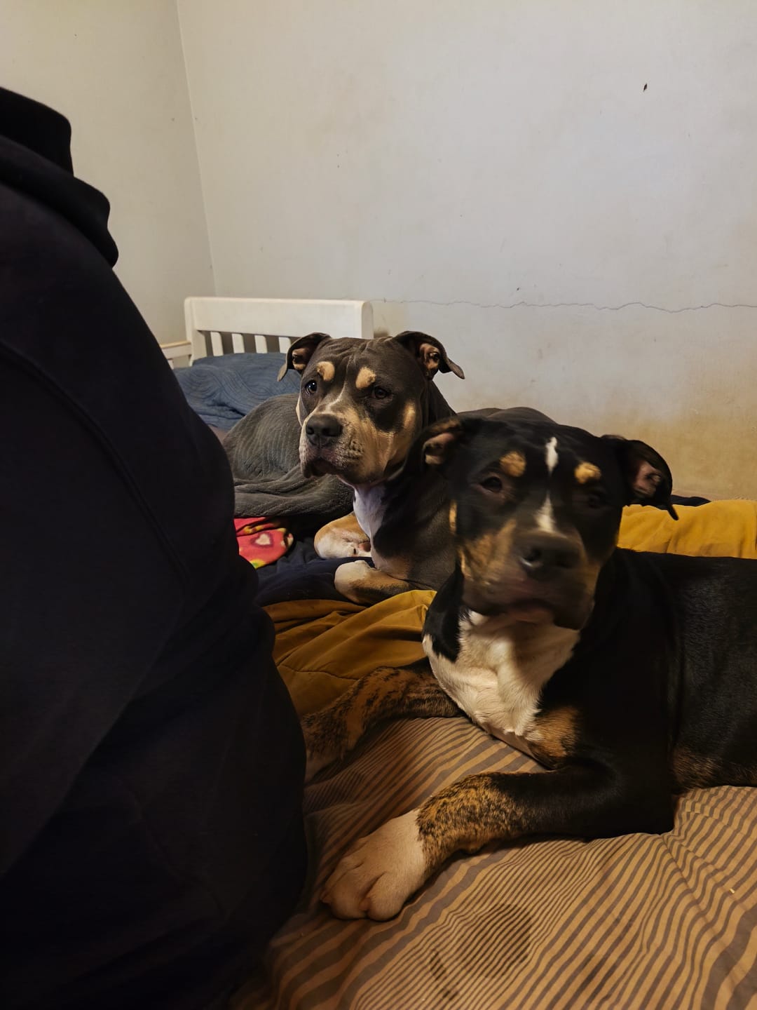 Customer photo review of PetFamily Foods Cerdo Nordico