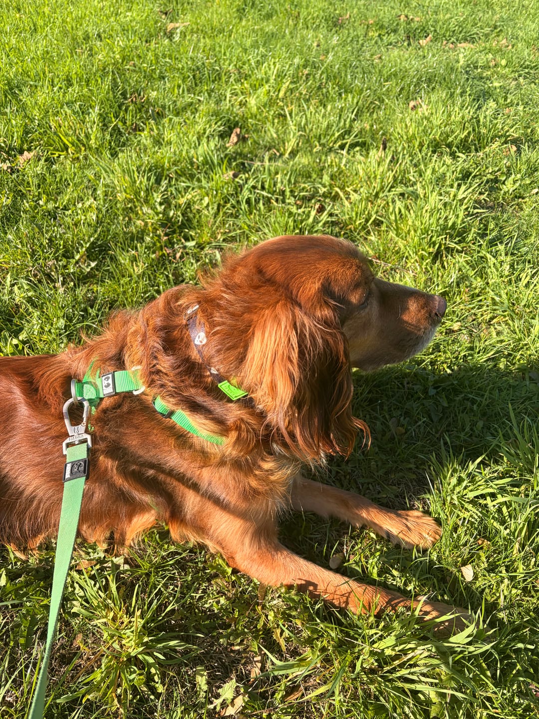 Customer photo review of ALIEN COLLAR