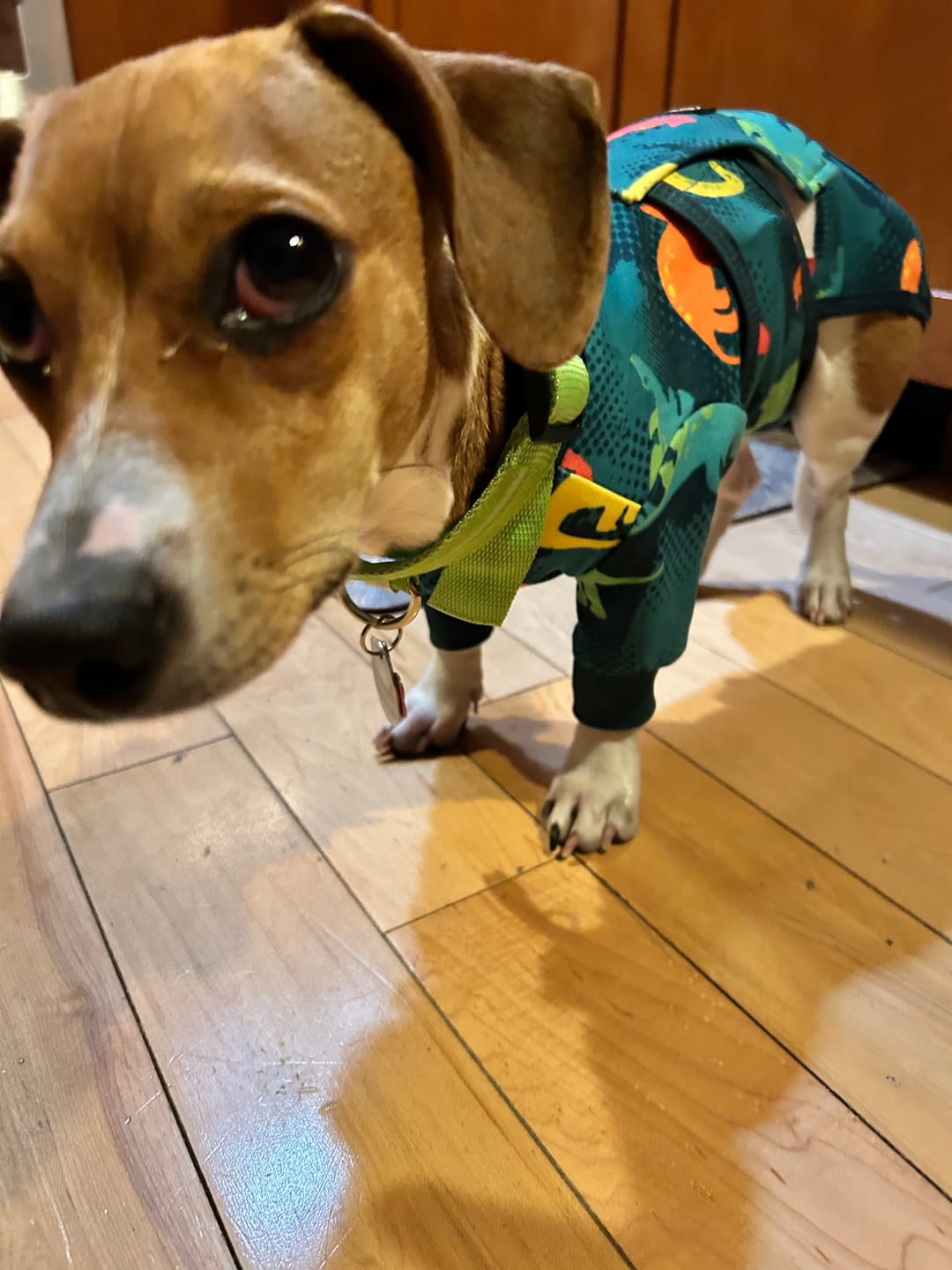 Customer photo review of Dog Surgical Suit  (2-pack) - Dinosaurs and Sunshine