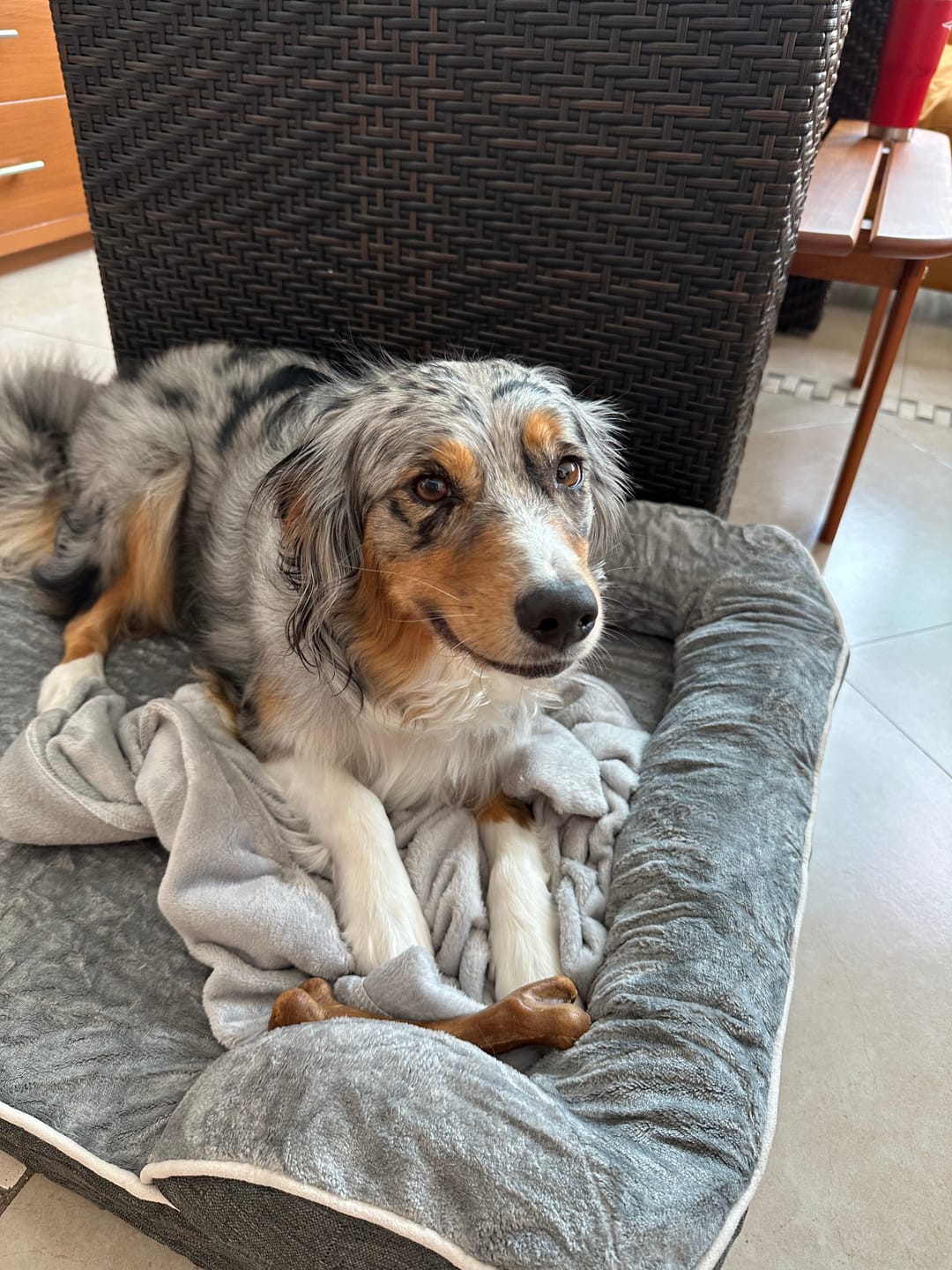 Customer photo review of Cama Ortopédica para Perros