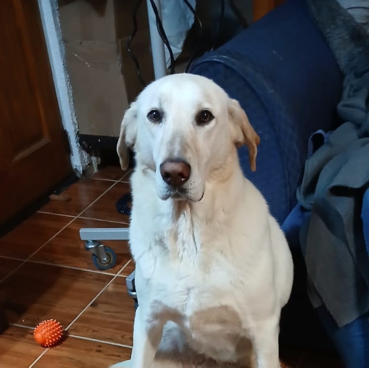 Customer photo review of PetFamily Foods Cerdo Nordico