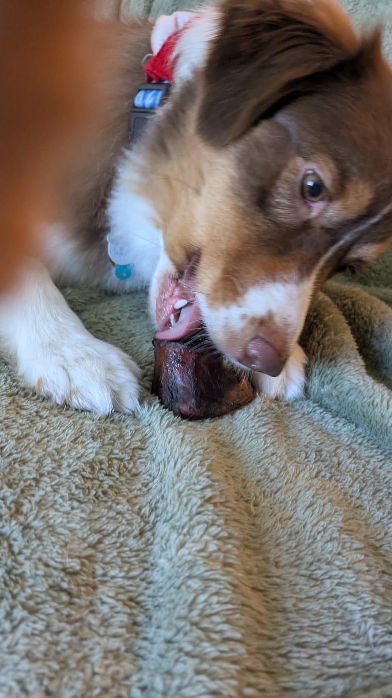 Customer photo review of Smoked Beef Marrow Bones