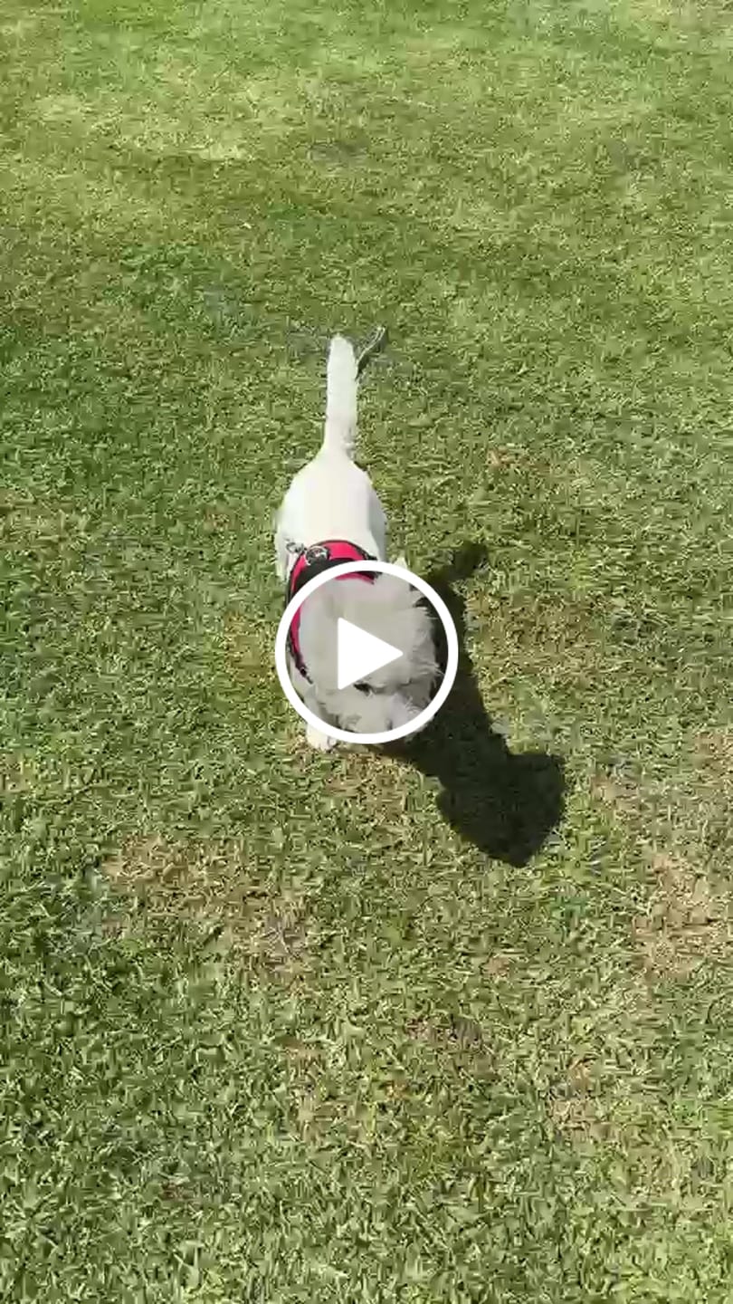 Customer video review of Dogshood ™ No Pull Harness