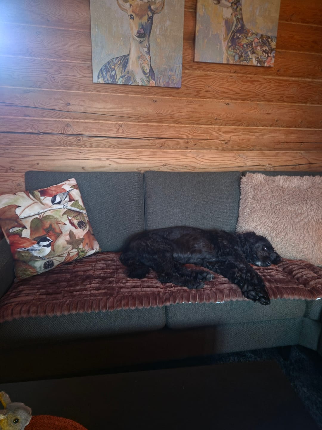 Customer photo review of Koselig Sofatrekk – Hundens favorittplass