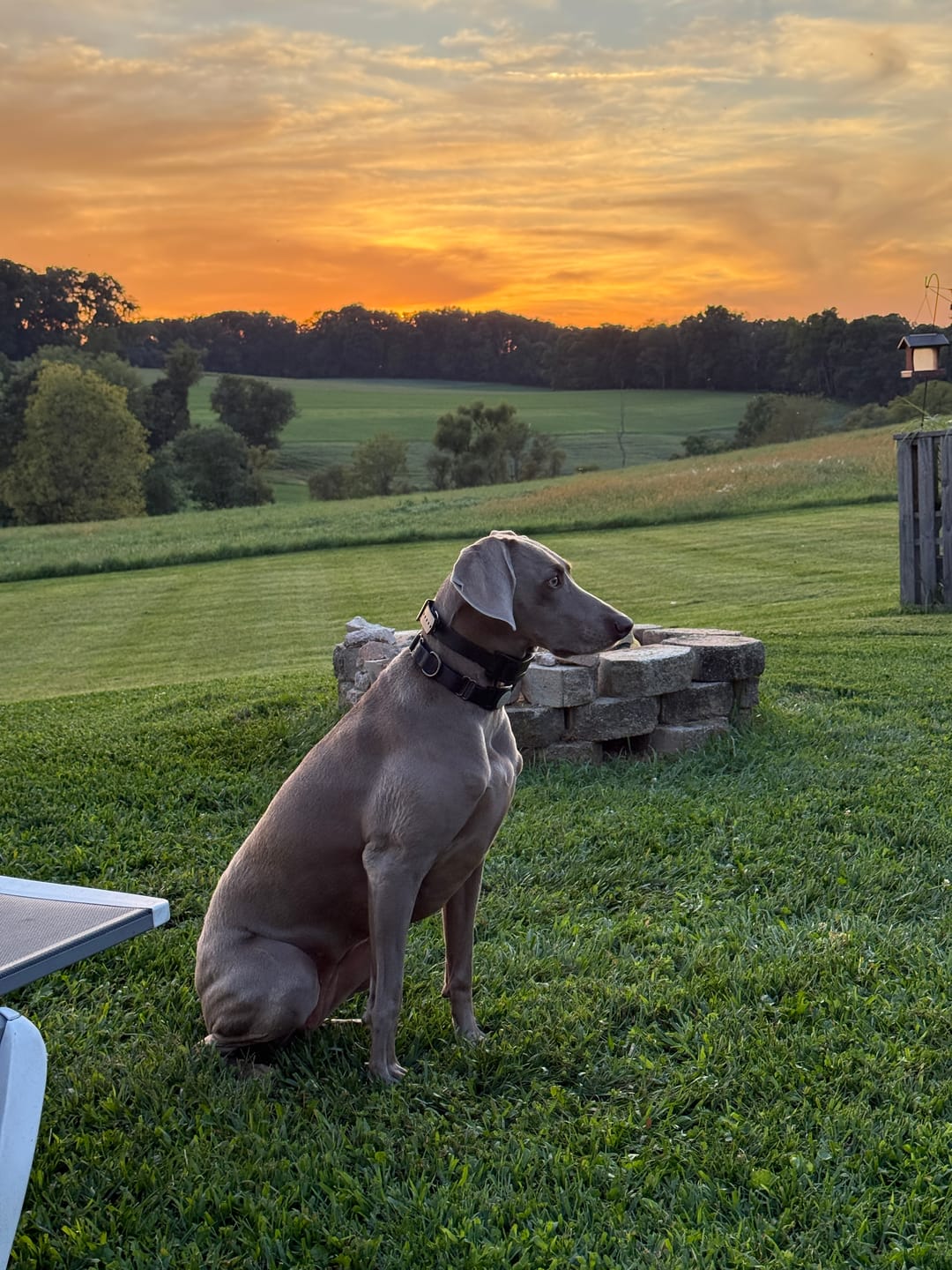 Customer photo review of FurLife™ - 12 Months All Natural Flea and Tick Tags for Dogs