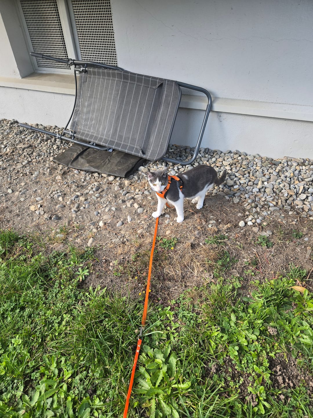 Customer photo review of Katzenstreu (Angebot)