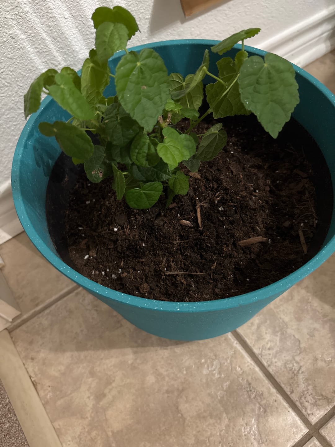 Customer photo review of Turk's Cap