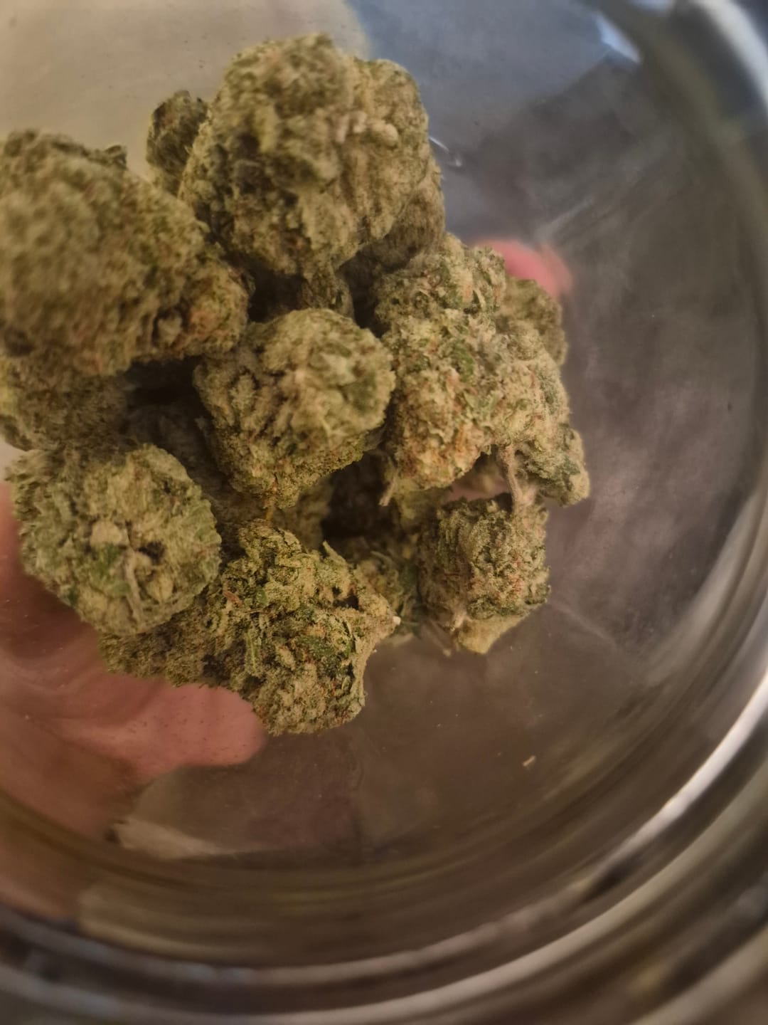 Customer photo review of Strawberry Cough THCA Flower