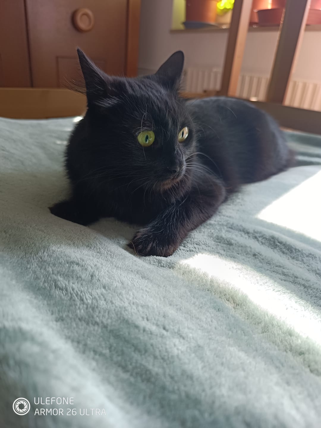 Customer photo review of Naturreines Katzenstreu