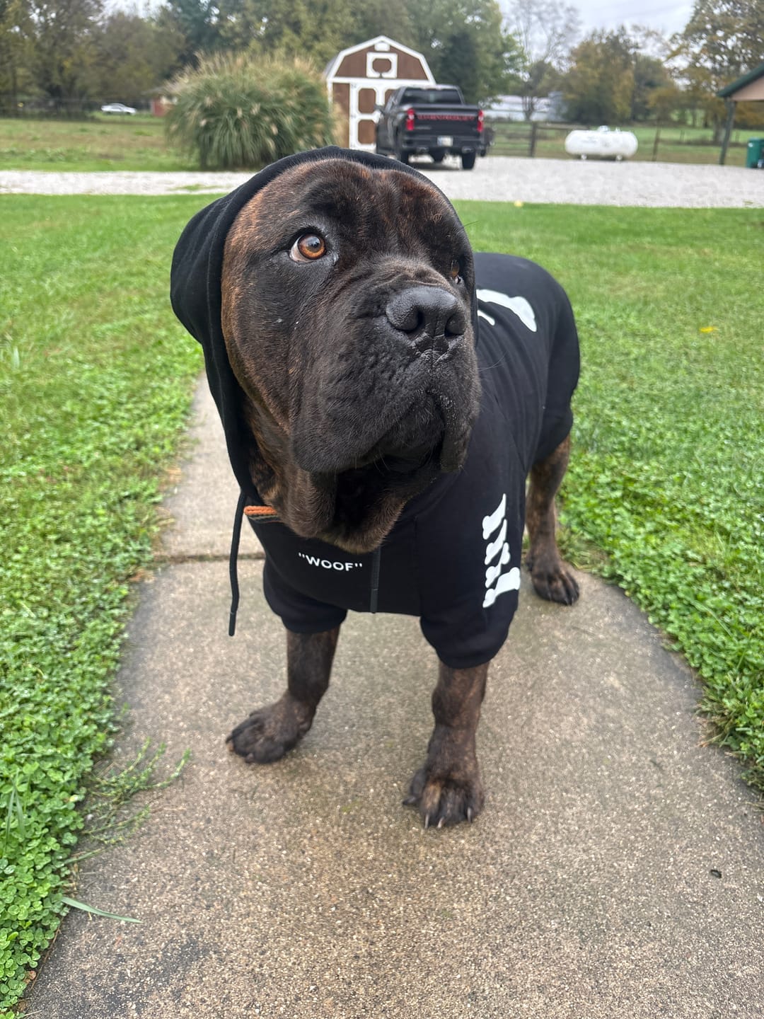 Customer photo review of "WOOF" Dog Hoodie - Black & Reflective