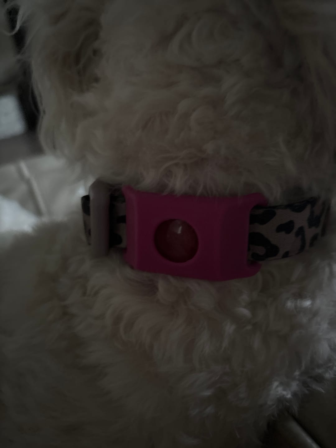 Customer photo review of FurLife™ 12 Months Flea and Tick Free