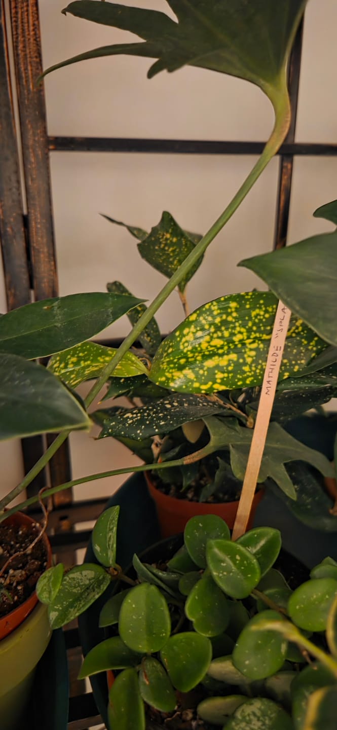 Customer photo review of Dracaena surculosa 'Florida Beauty'