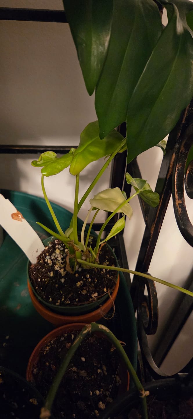Customer photo review of Philodendron 'Burle Marx Variegata'
