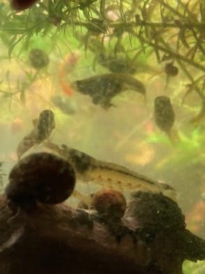 Customer photo review of Amano Shrimp (Algae-Eating Freshwater Shrimp)