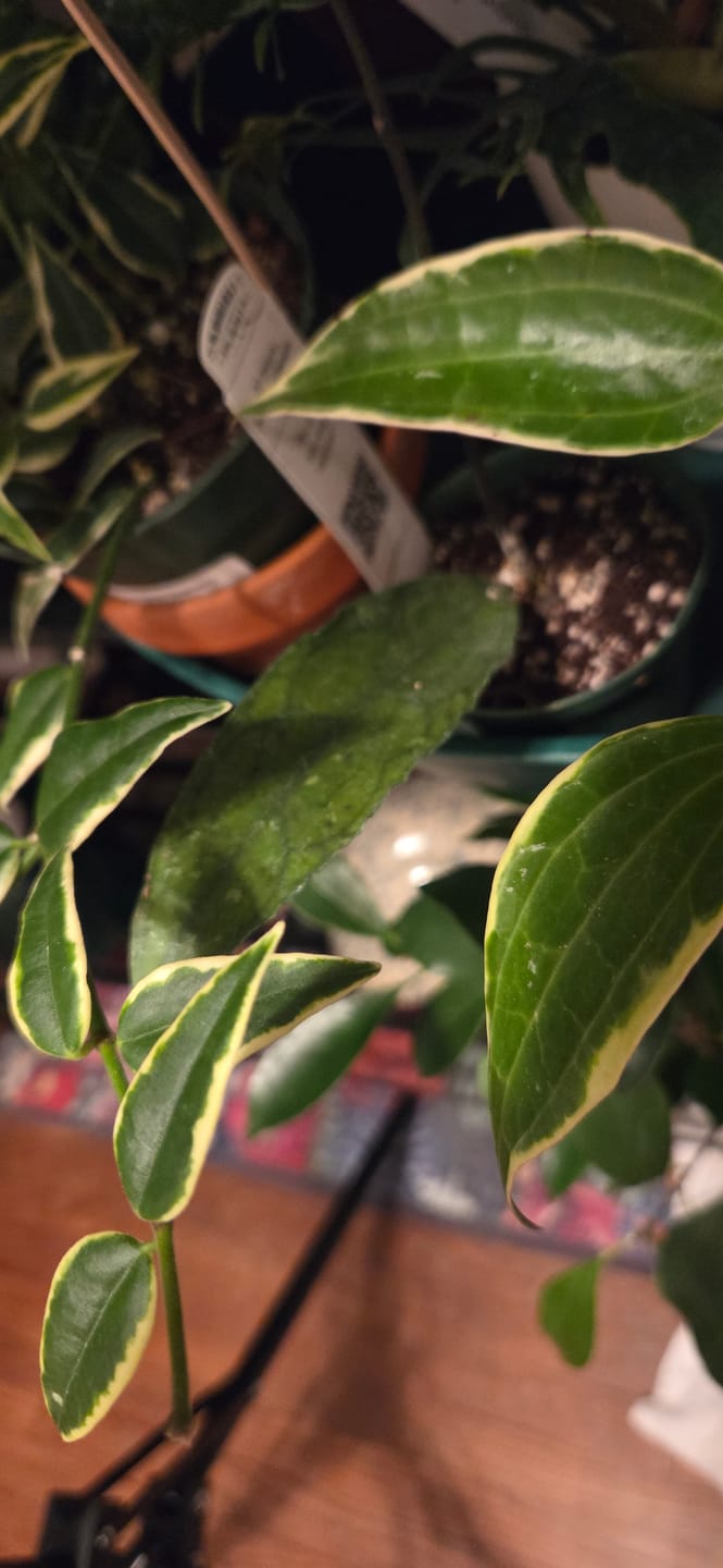 Customer photo review of Hoya clemensiorum