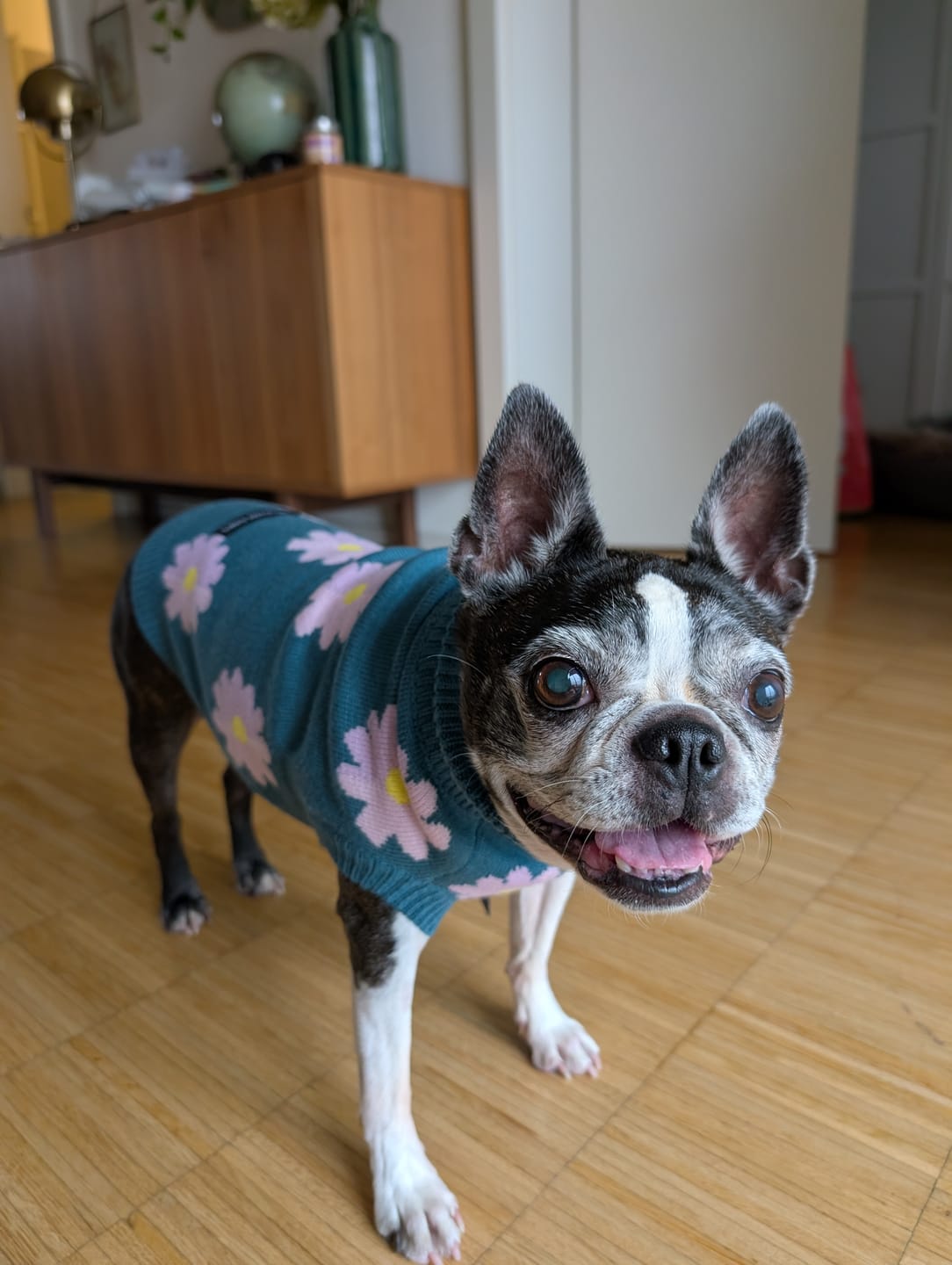 Customer photo review of Knit Dog Sweater Prints