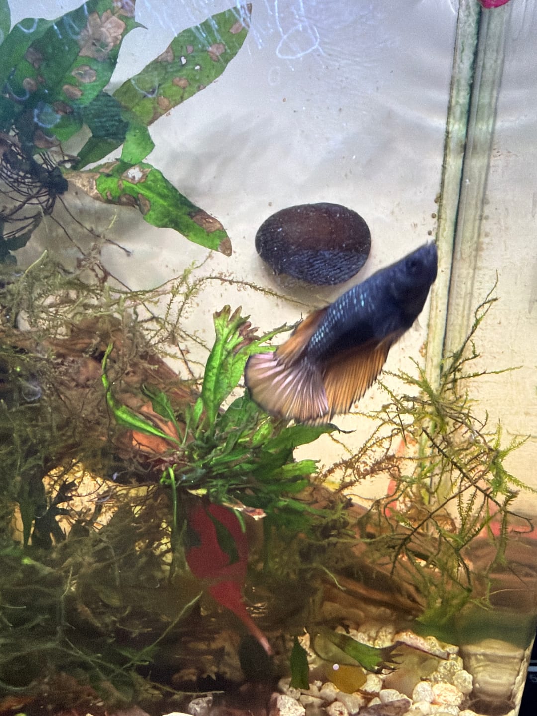 Customer photo review of Assorted Nerite Snails – Freshwater Algae-Eating Aquarium Snails