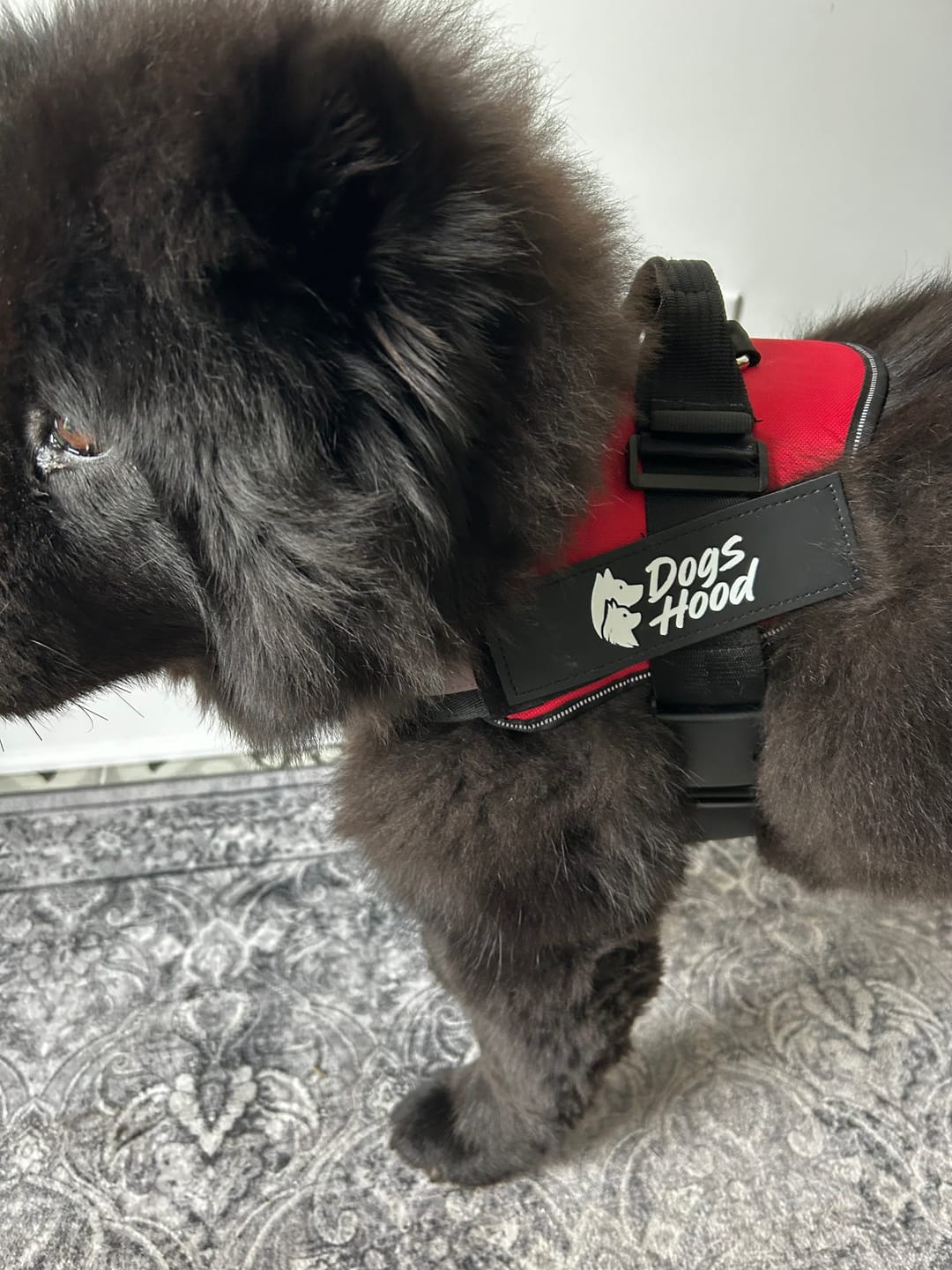 Customer photo review of Dogshood ™ No Pull Harness
