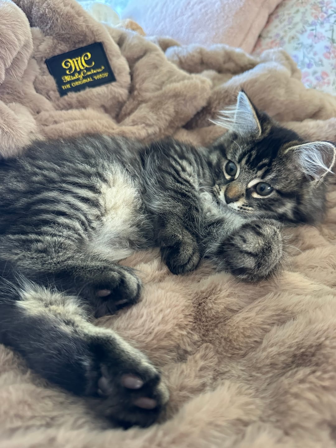 Customer photo review of Hugs Milk Chocolate Blanket