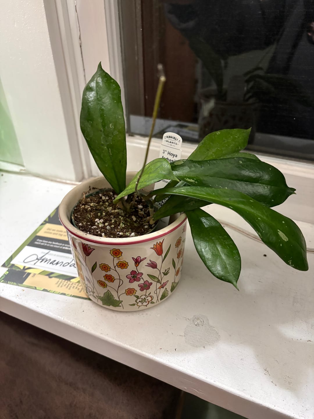 Customer photo review of Hoya forbesii