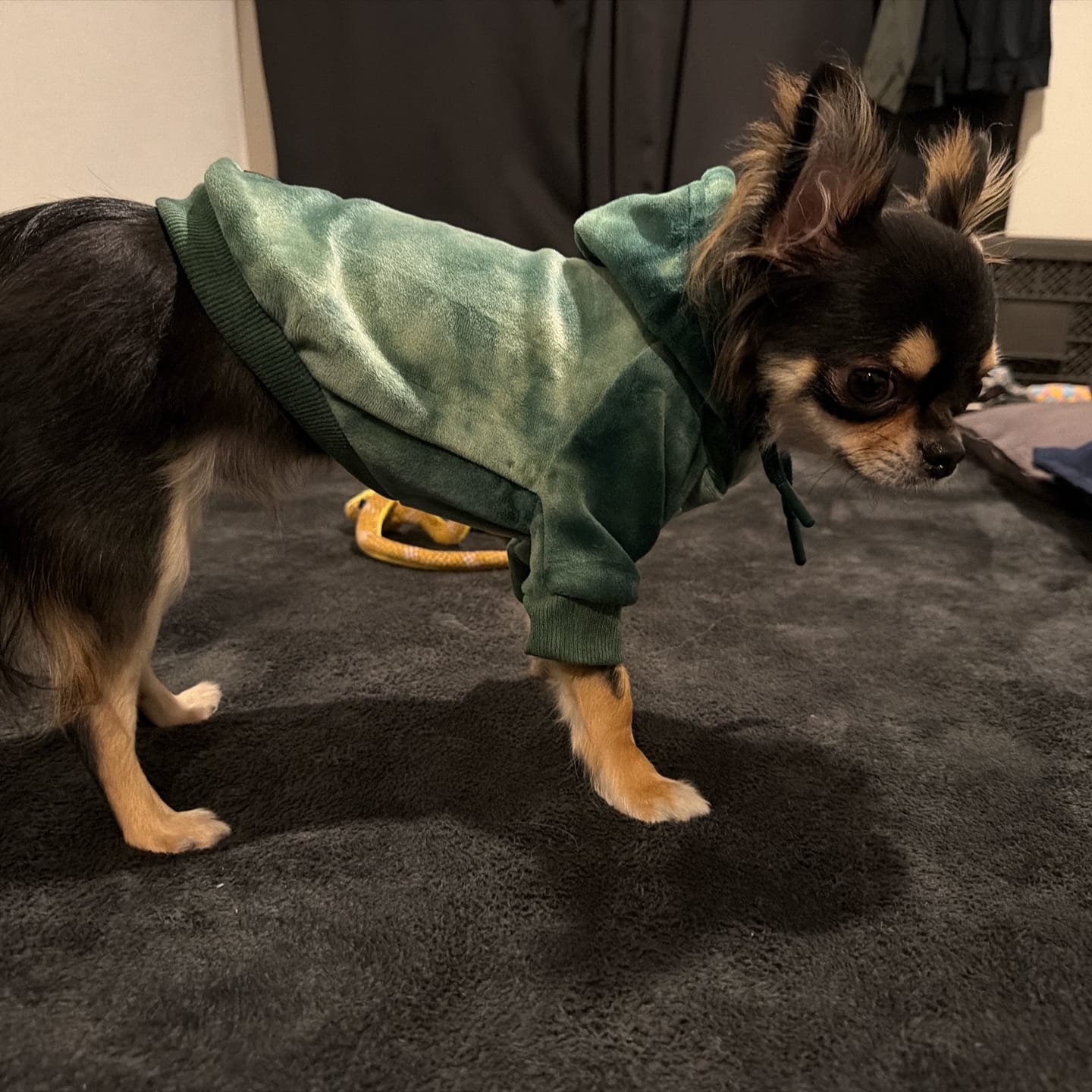 Customer photo review of Velvet Dog Hoodie - Emerald Green