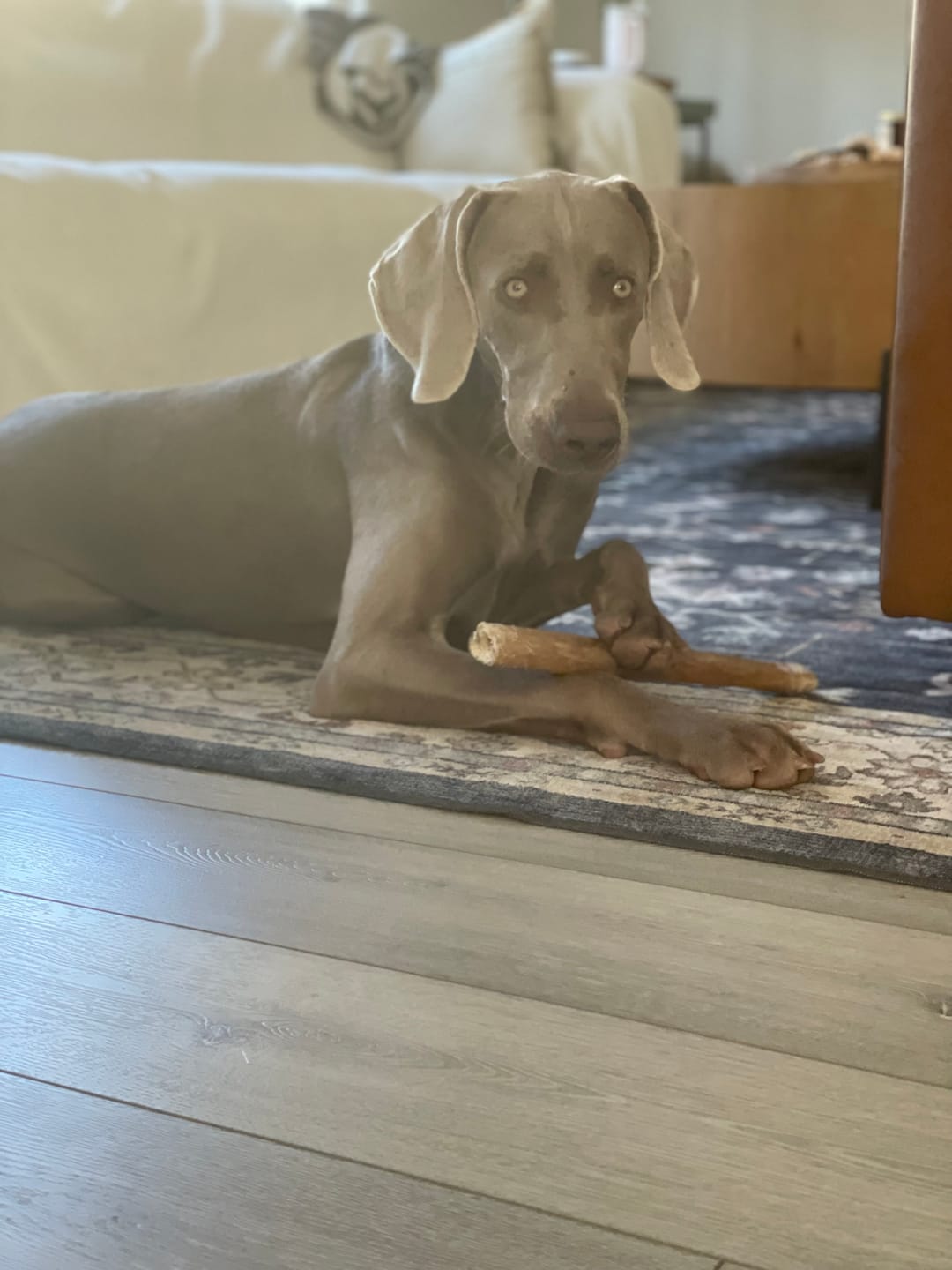 Customer photo review of Wholly Pup Gift Card