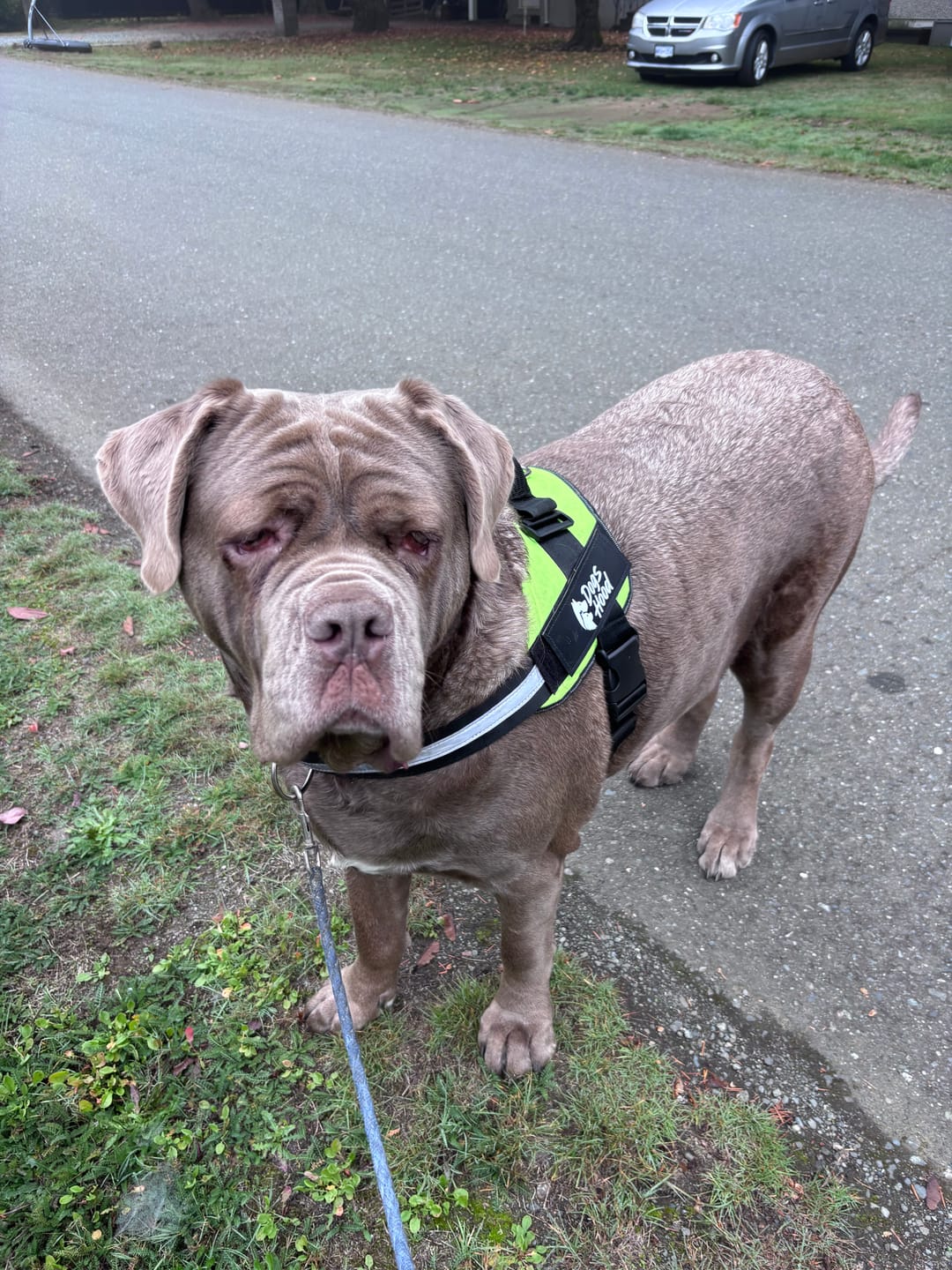 Customer photo review of Dogshood ™ No Pull Harness