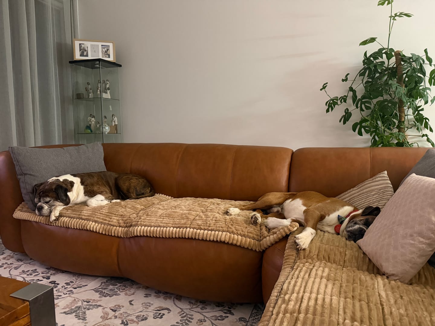 Customer photo review of Cosy Couch - Couch Cover