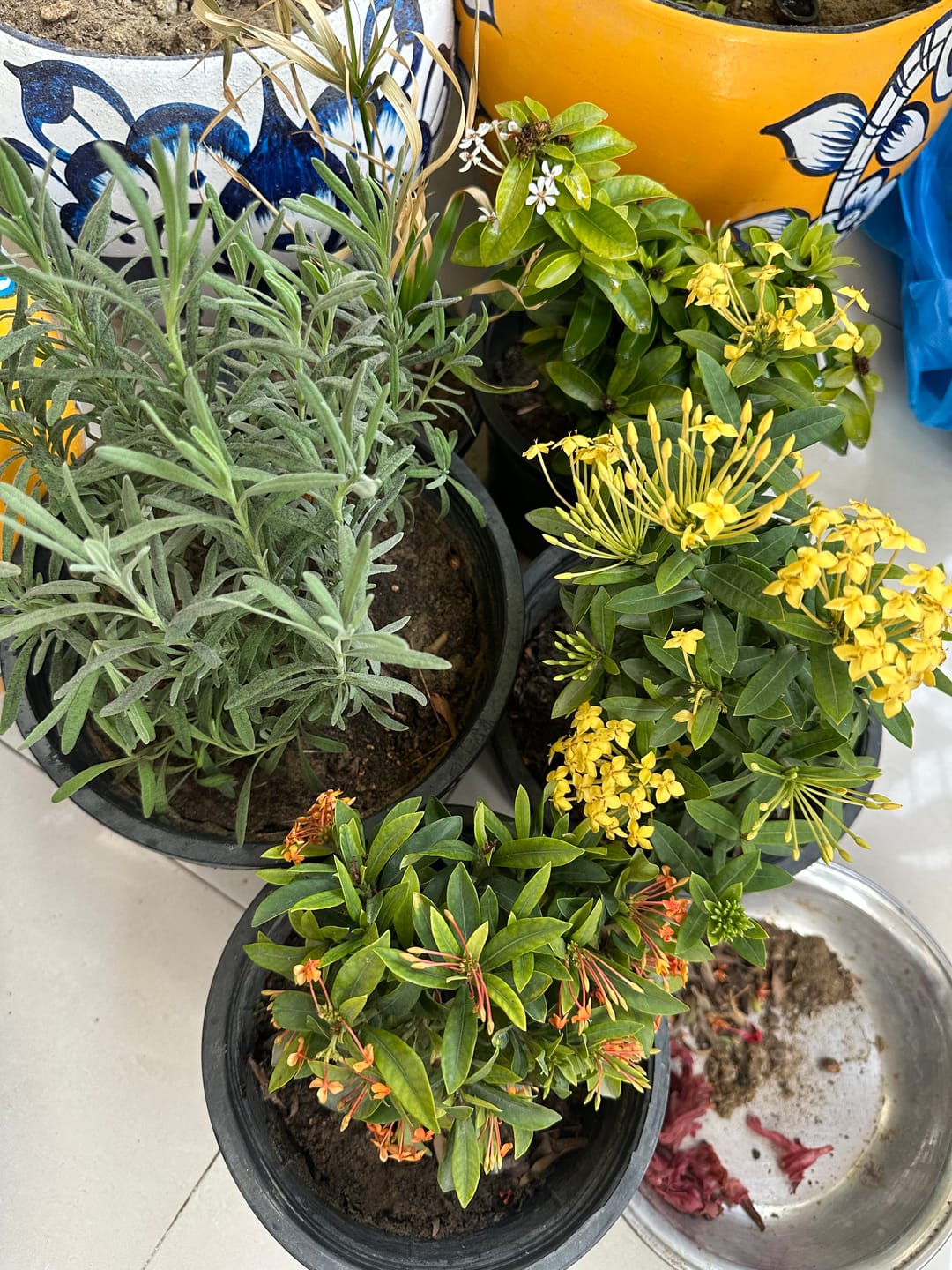 Customer photo review of Ixora Dwarf Bundle of 3 Mix Colour With Flowers