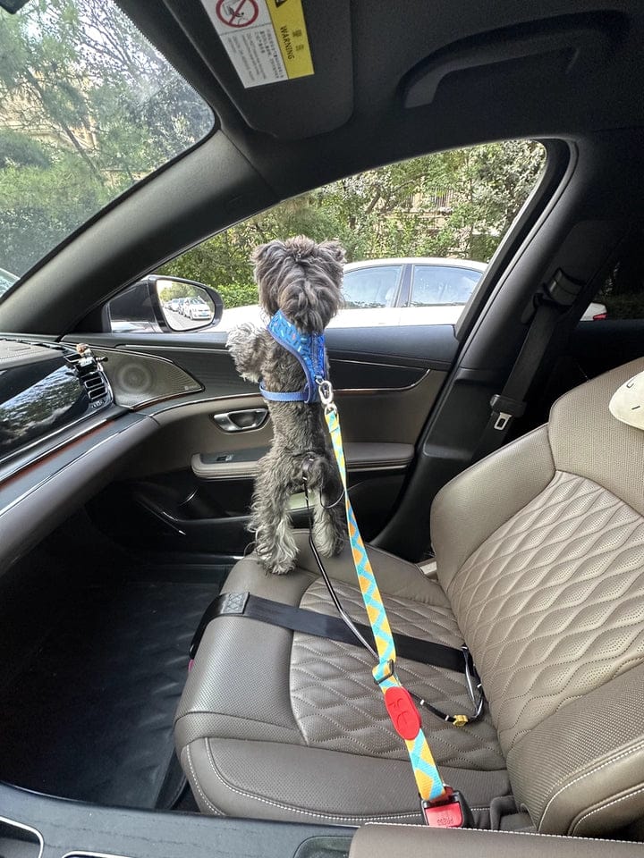 Customer photo review of Colorful Car Seat Belt Pet Leash