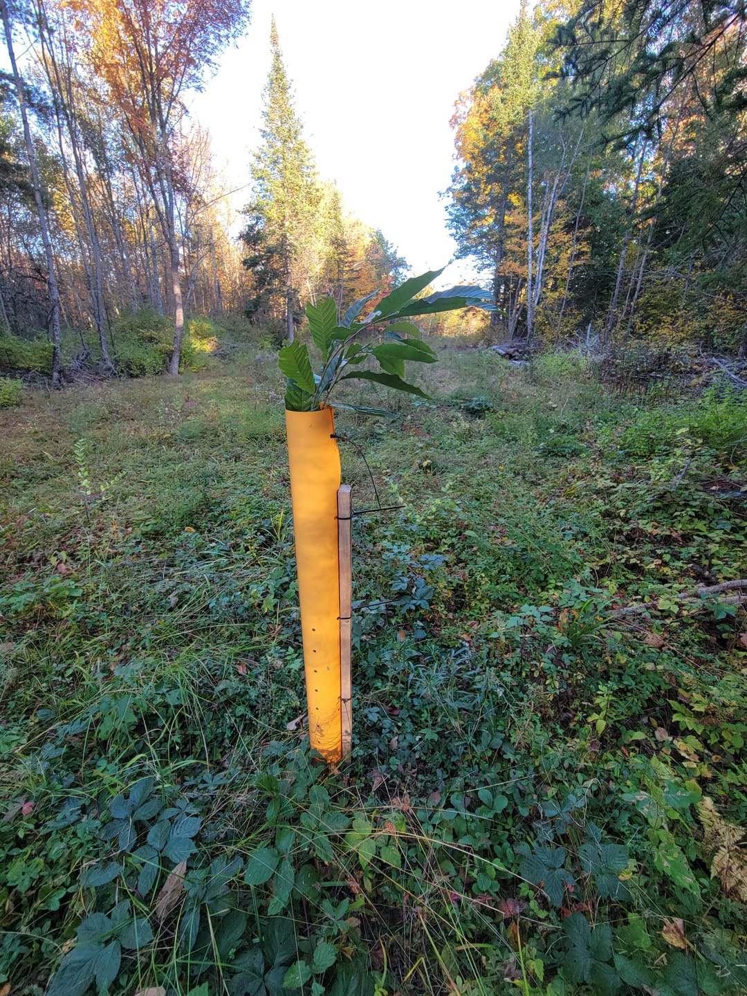 Customer photo review of Hybrid Chestnut