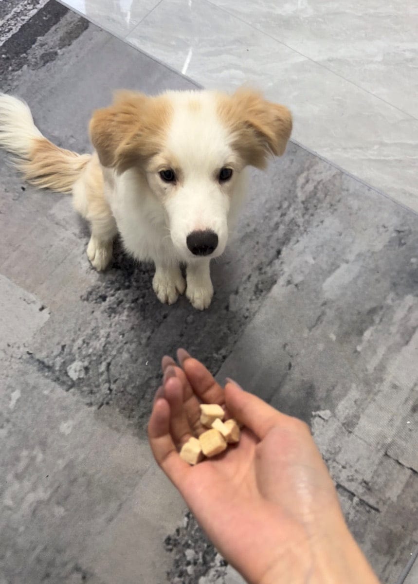 Customer photo review of Freeze-Dried Chicken Cat & Dog Treats, 10.58 oz