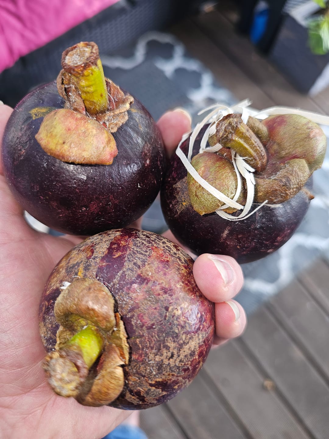Customer photo review of Mangostan (Mangosteen) Sommeraktion %