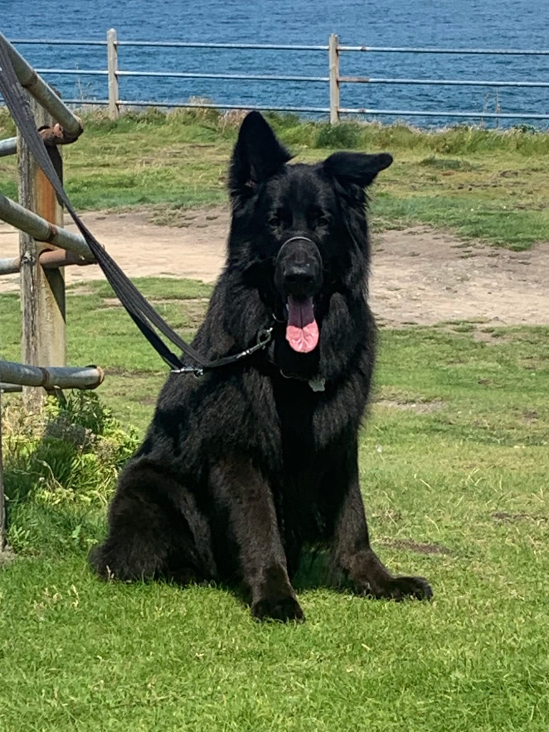 Customer photo review of Original Beef - Adult Dry Dog Food 15Kg
