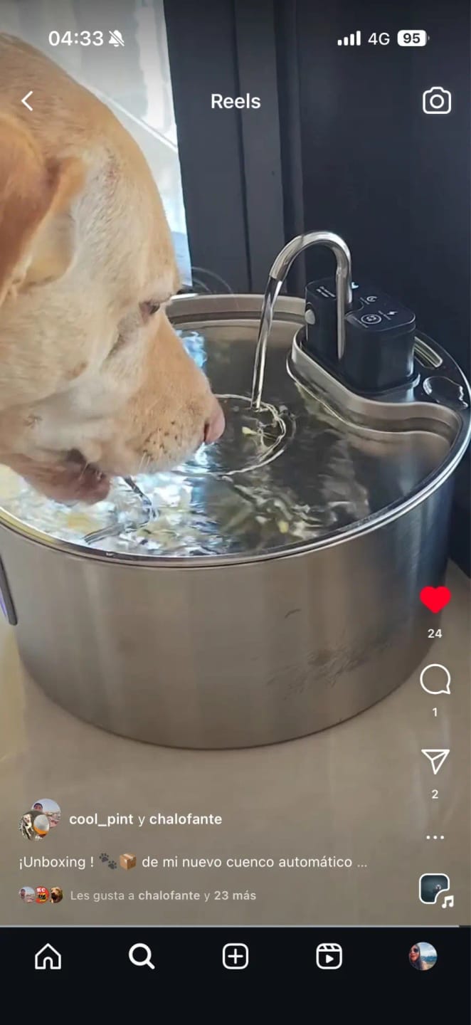 Customer photo review of Motion-Sensor Stainless Steel Pet Fountain