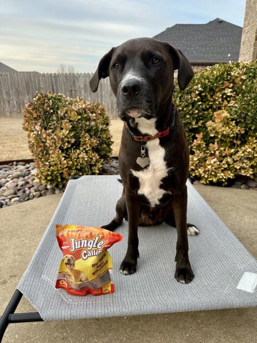 Customer photo review of Rawhide-Free Beef Tendon Dog Rings with Chicken , 10.6 oz