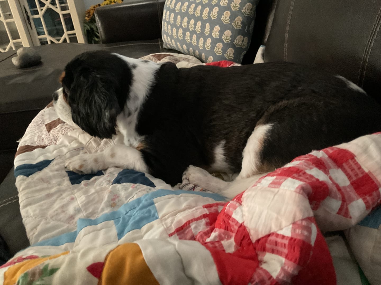 Customer photo review of ProDenta by PupLabs™ - Advanced Dental Health for Dogs