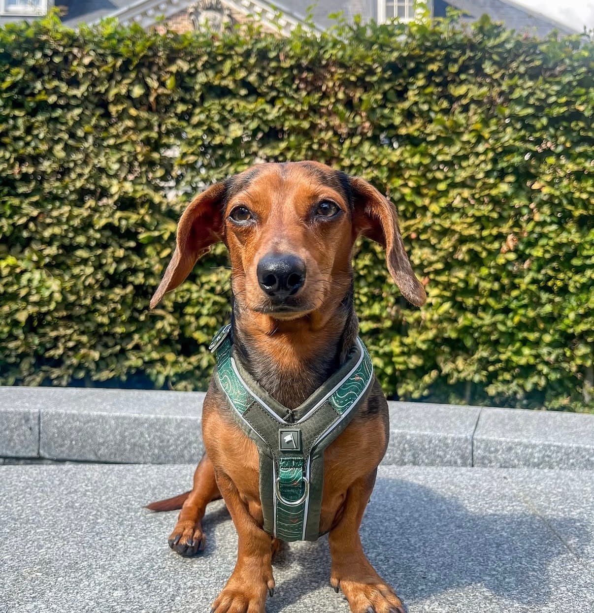 Customer photo review of Apex® Harness