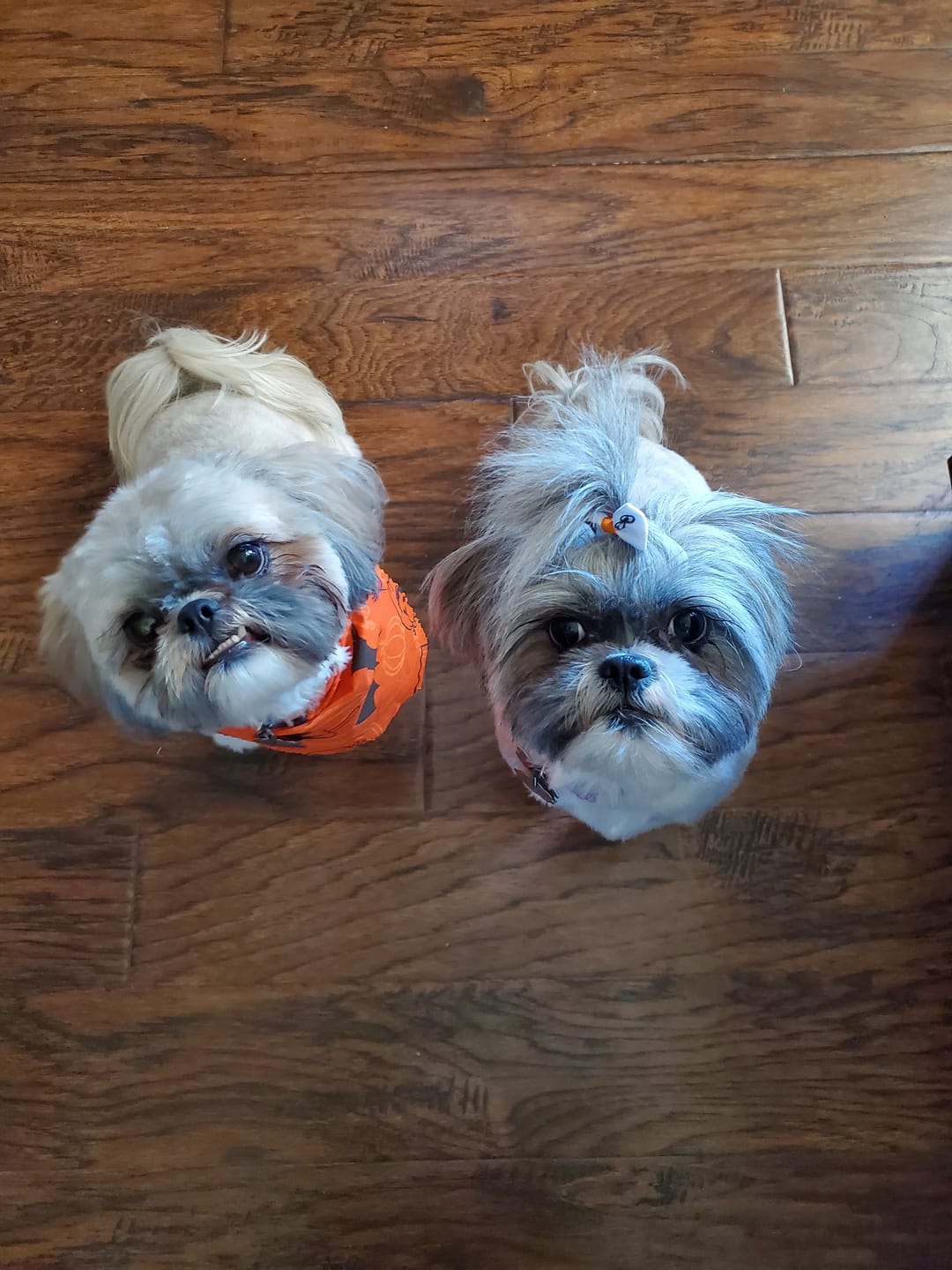 Customer photo review of K9 Belly Bliss™