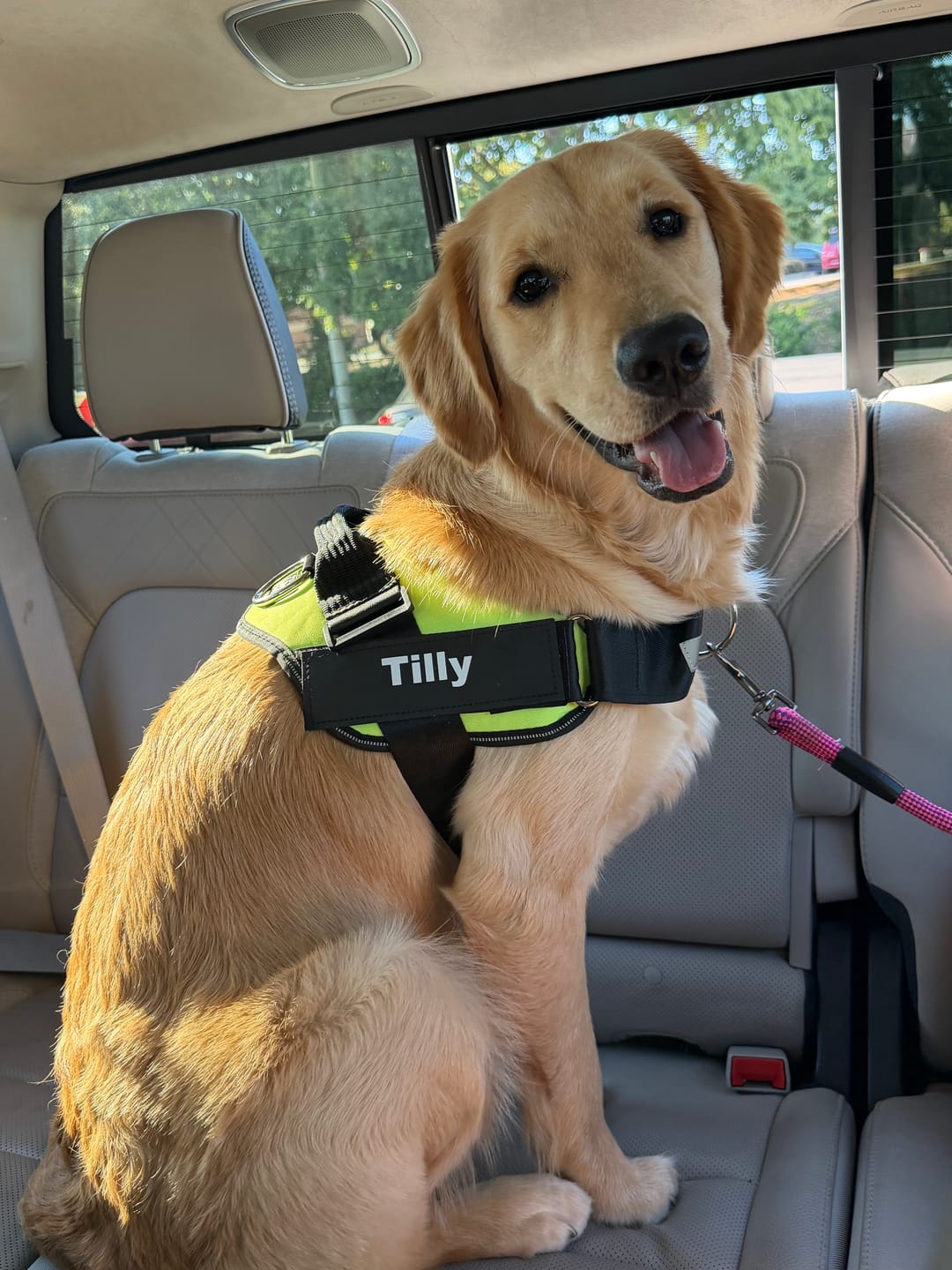 Customer photo review of Dogshood ™ No Pull Harness