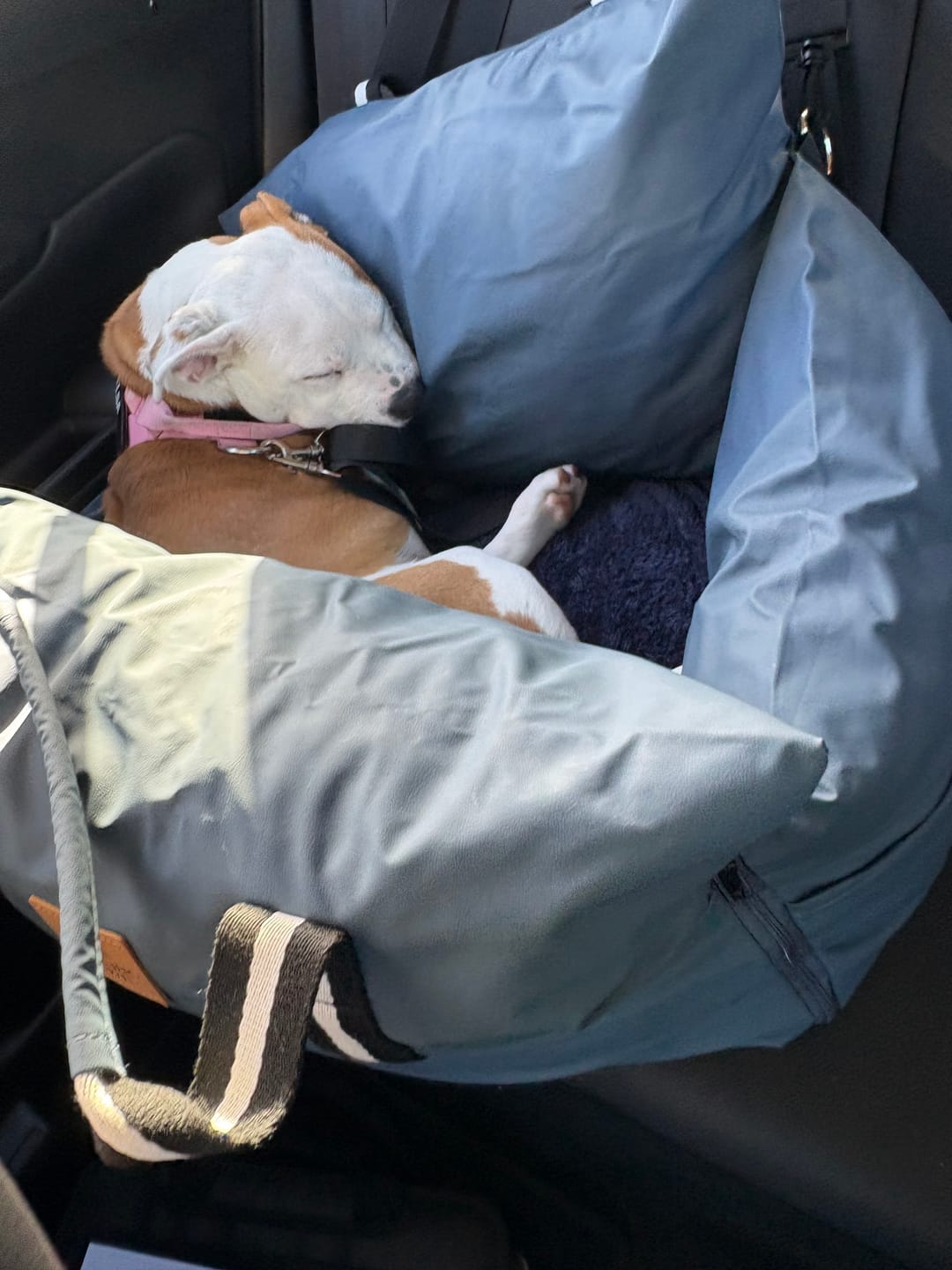 Customer photo review of Dog Dock V2 New & Improved ISO Fix