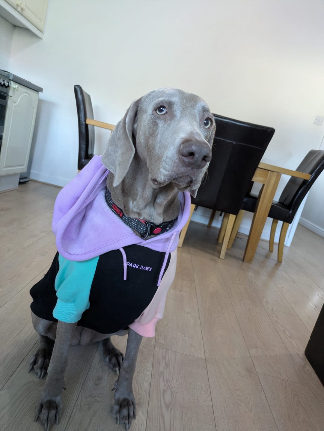 Customer photo review of Cyber Punk Dog Hoodie
