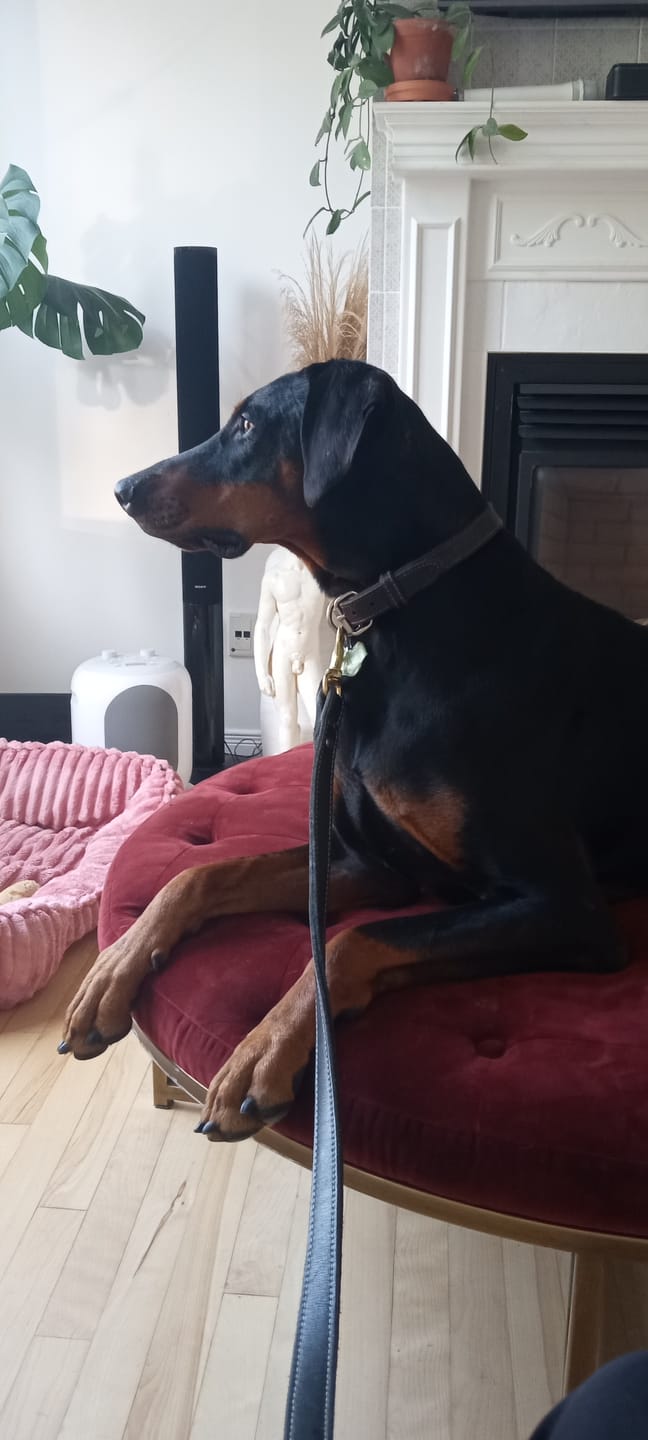 Customer photo review of Inukshuk - Nourriture pour Chien d'entrainement et performant (33lbs)